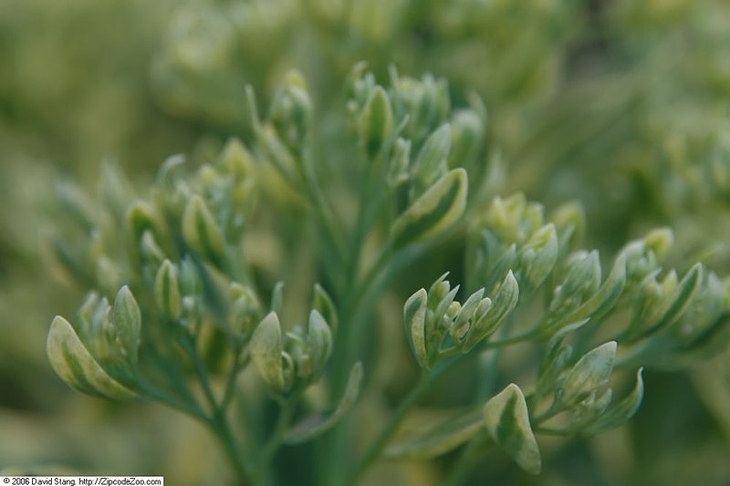 Garden Stonecrop photo 5