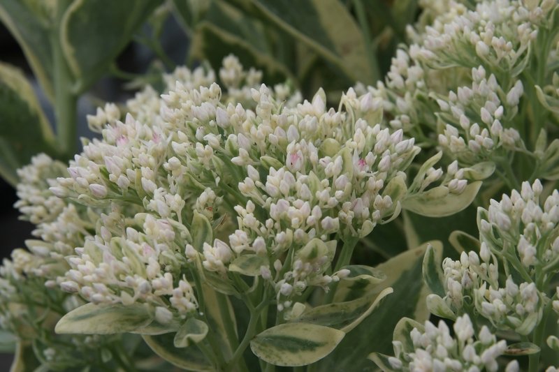 Garden Stonecrop photo 6