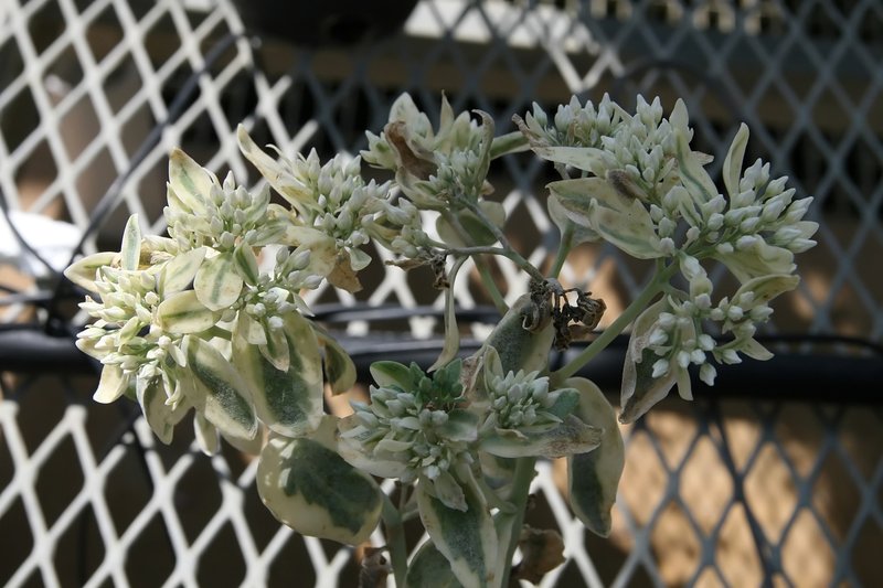Garden Stonecrop photo 7