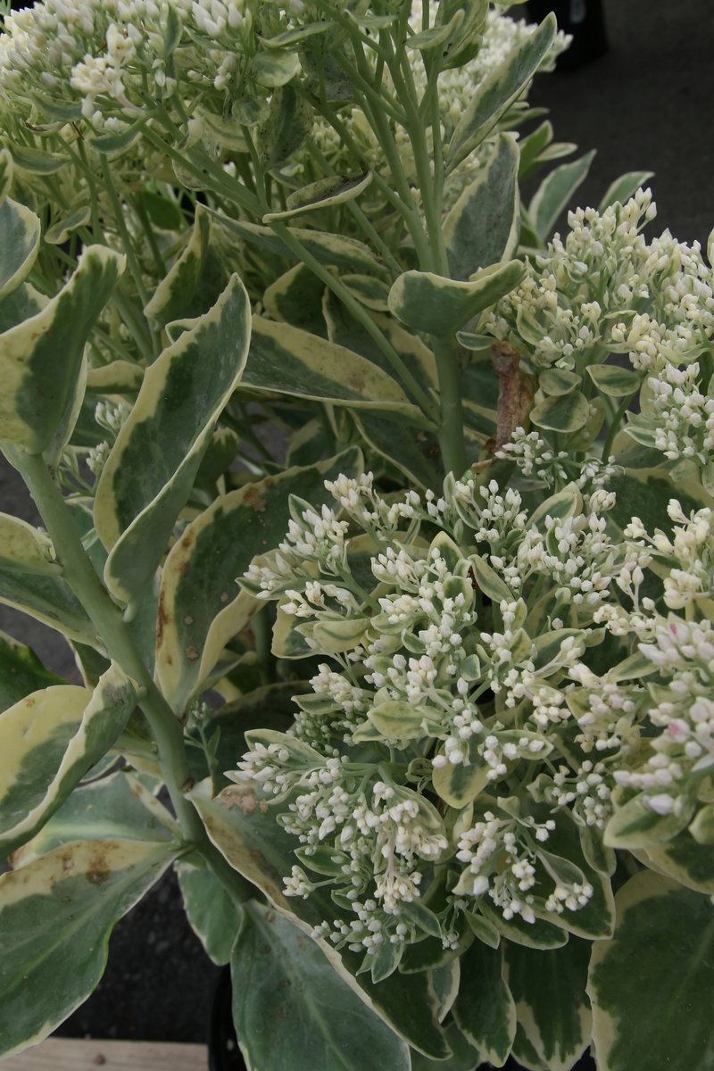 Garden Stonecrop photo 8