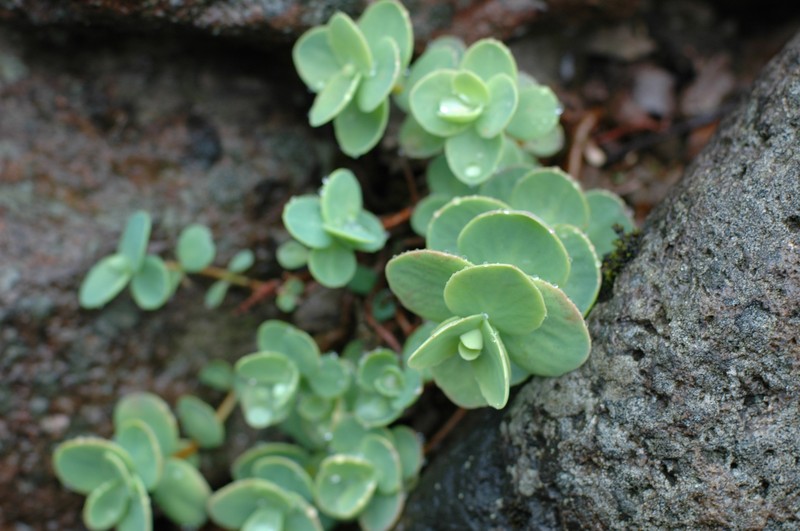Hylotelephium ewersii