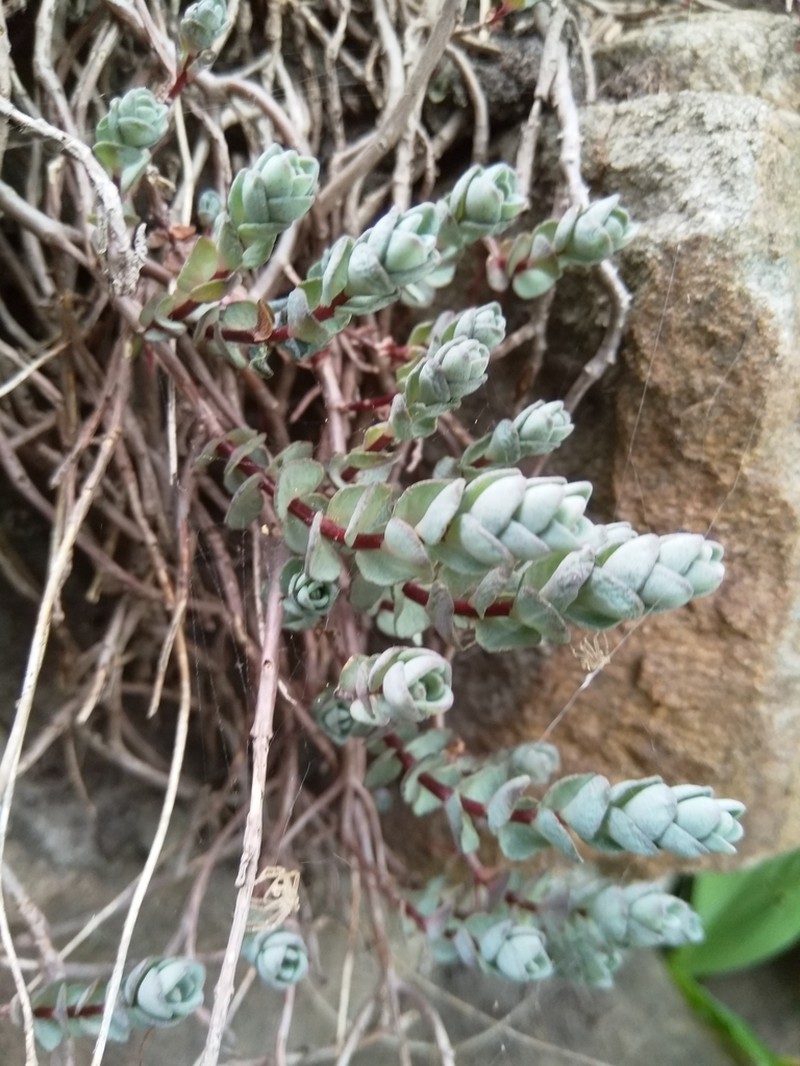 Hylotelephium ewersii photo 2