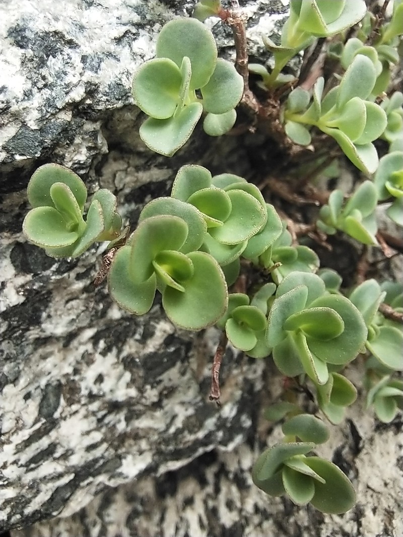 Hylotelephium ewersii photo 3
