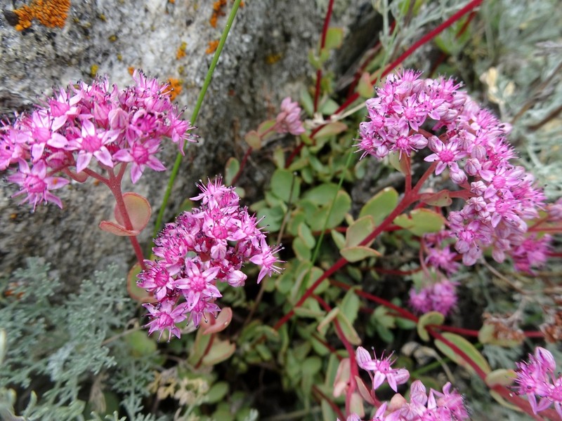 Hylotelephium ewersii photo 4