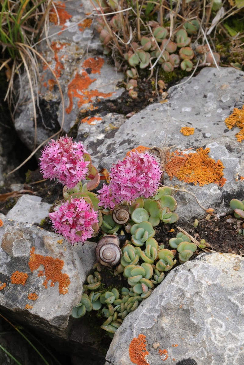 Hylotelephium ewersii photo 5