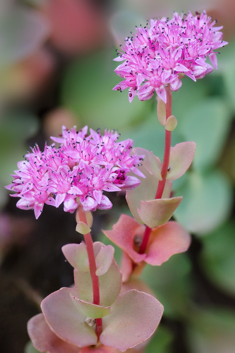 Hylotelephium ewersii photo 6