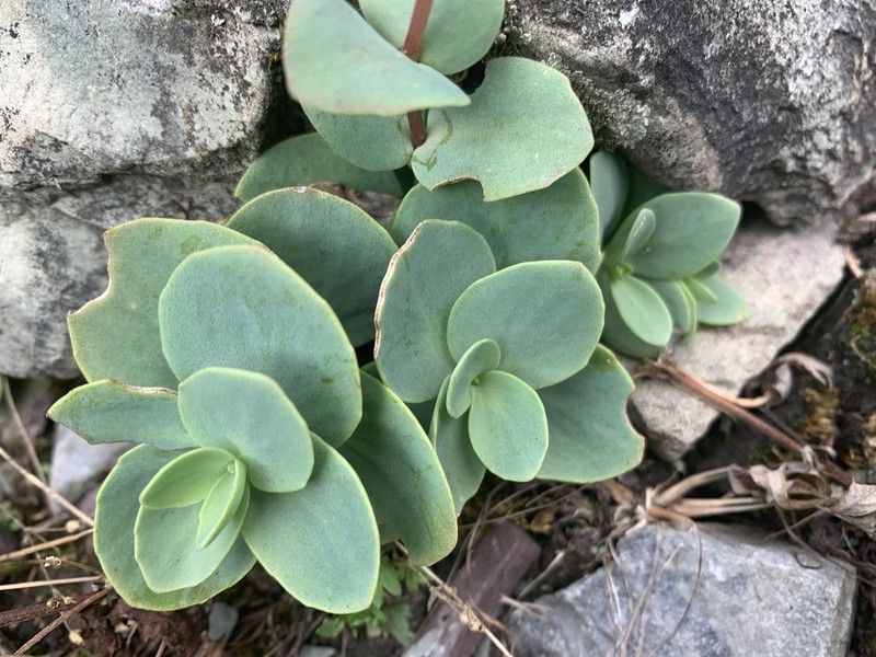 Hylotelephium ewersii photo 7
