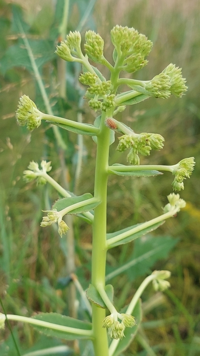 Hylotelephium jullianum