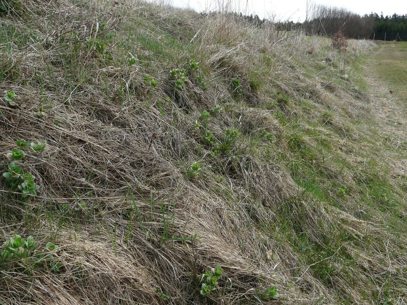 Hylotelephium jullianum photo 2
