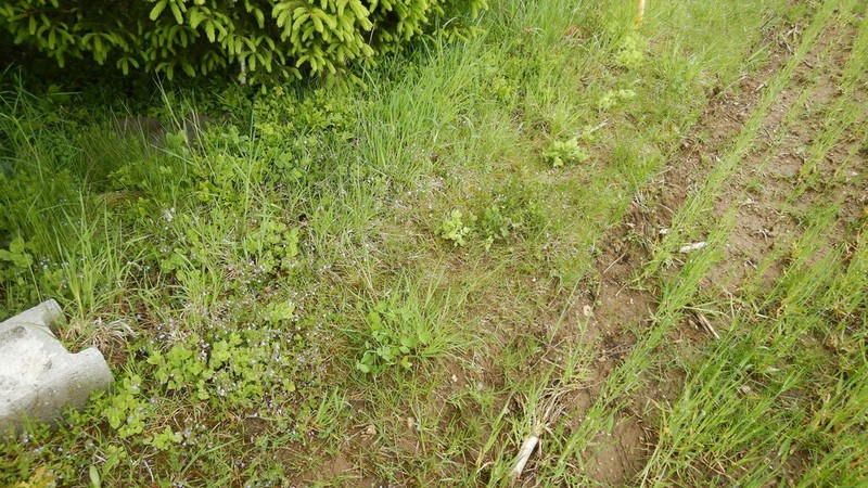 Hylotelephium jullianum photo 3