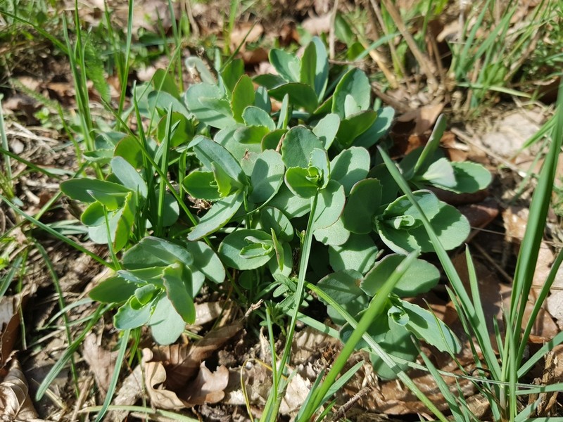 Hylotelephium jullianum photo 4