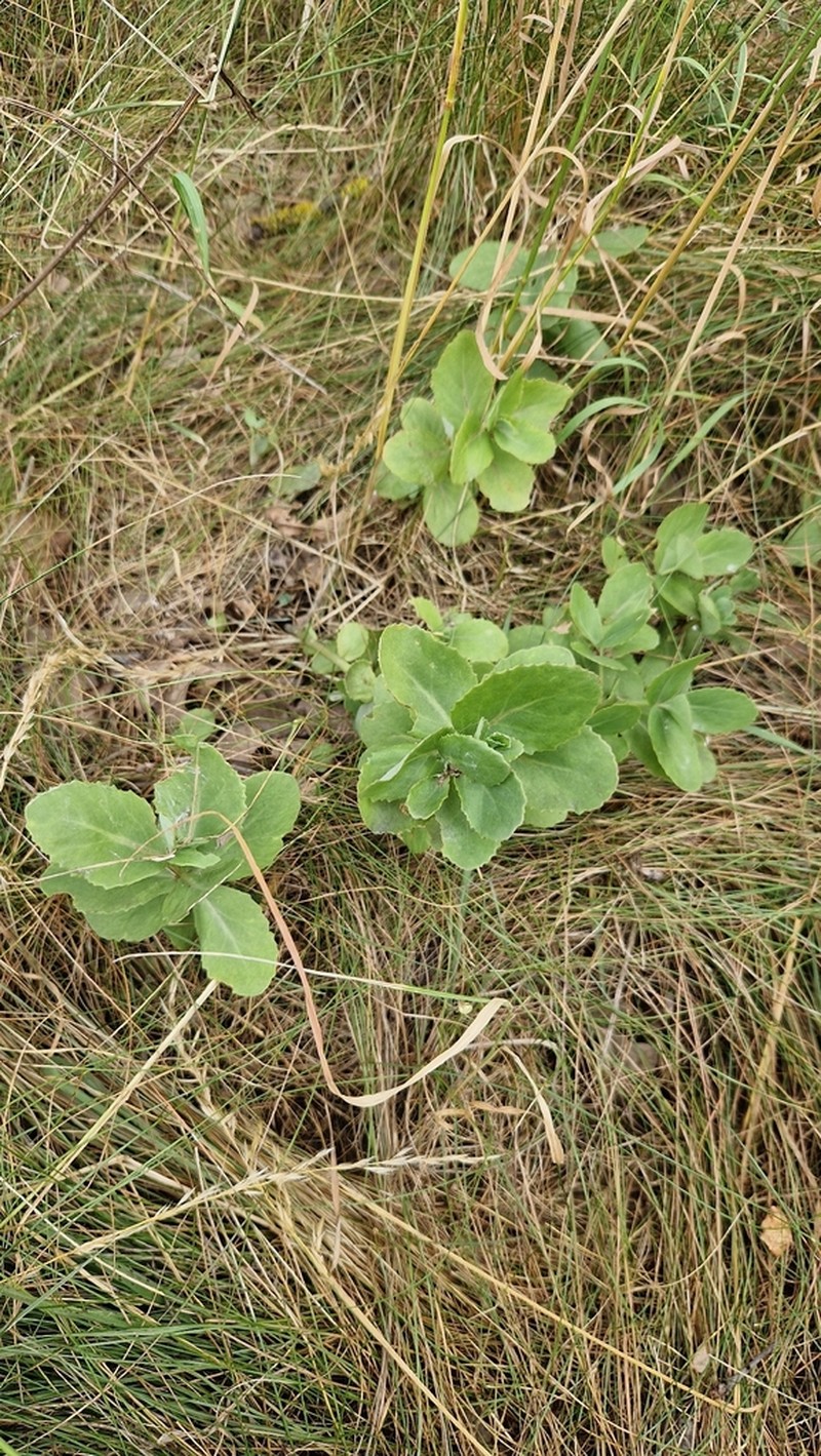 Hylotelephium jullianum photo 5