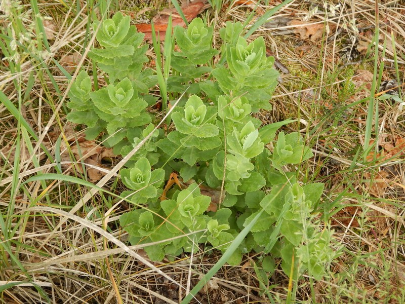 Hylotelephium jullianum photo 6