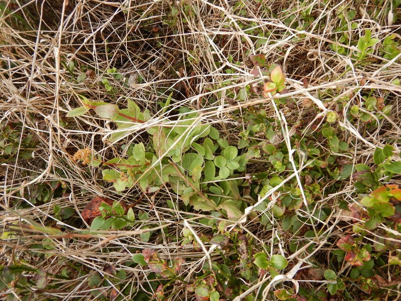 Hylotelephium jullianum photo 7