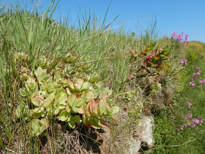 Hylotelephium jullianum photo 8