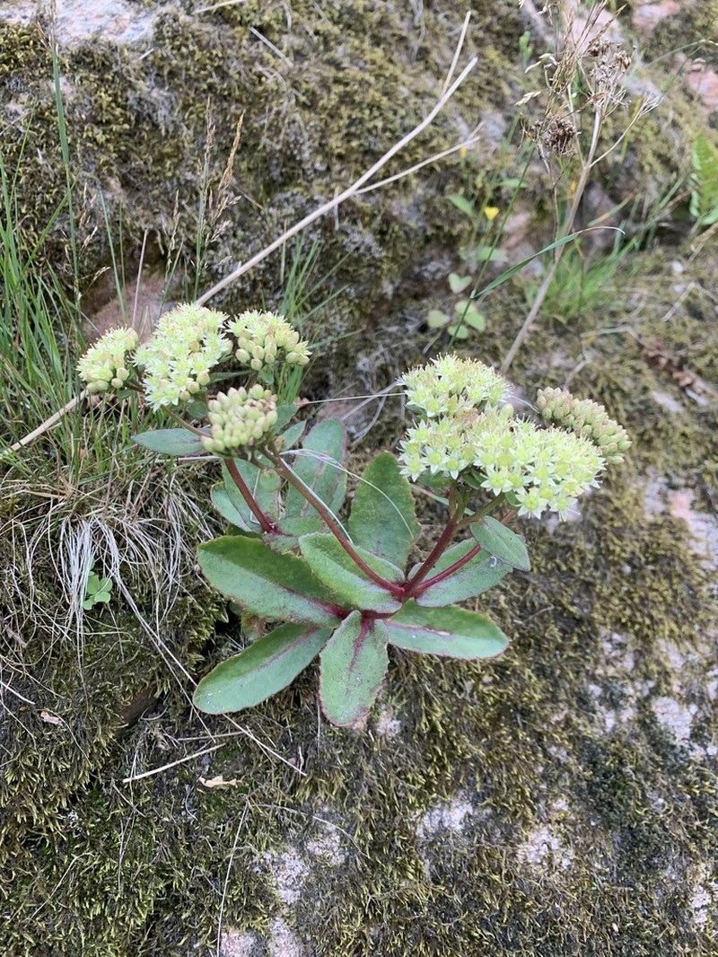 Hylotelephium maximum