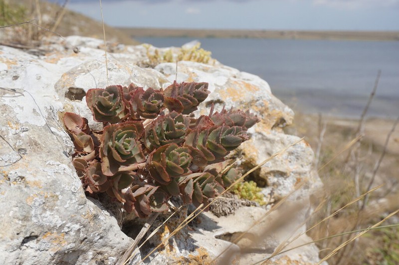 Hylotelephium maximum photo 2