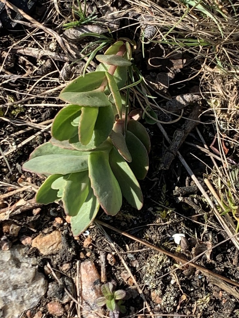 Hylotelephium maximum photo 3