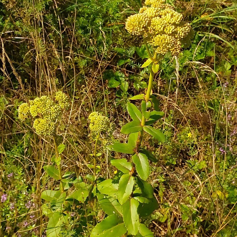 Hylotelephium maximum photo 4