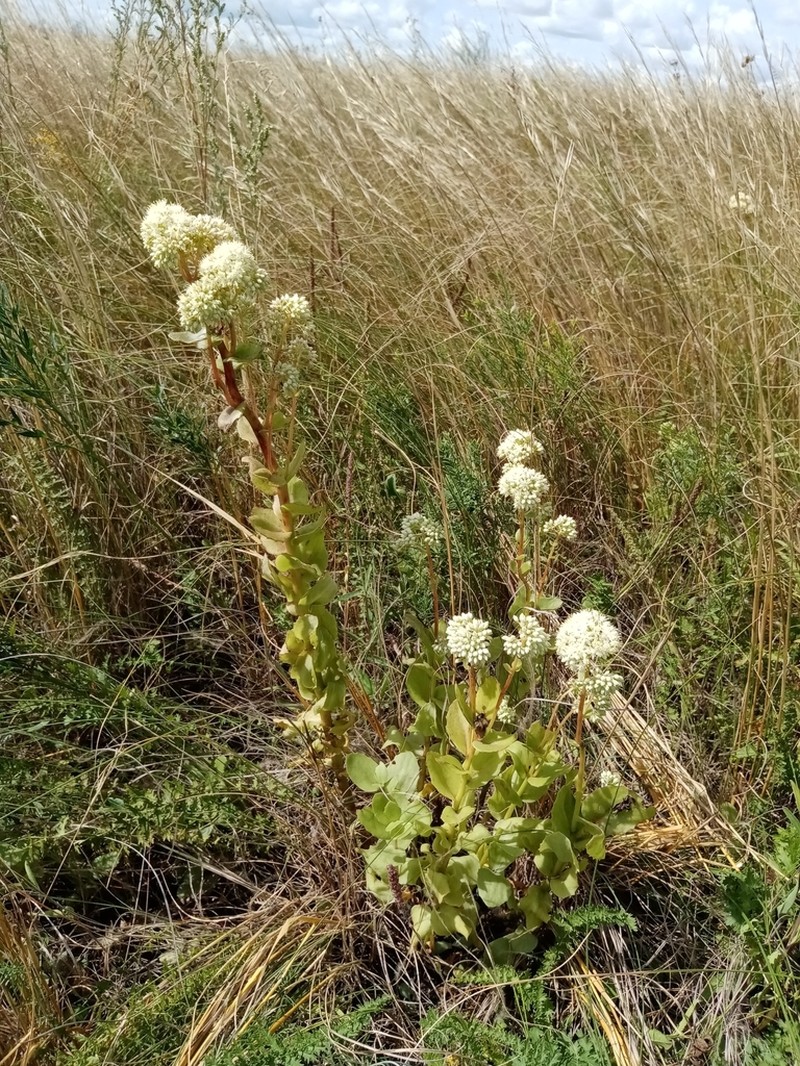 Hylotelephium maximum photo 5