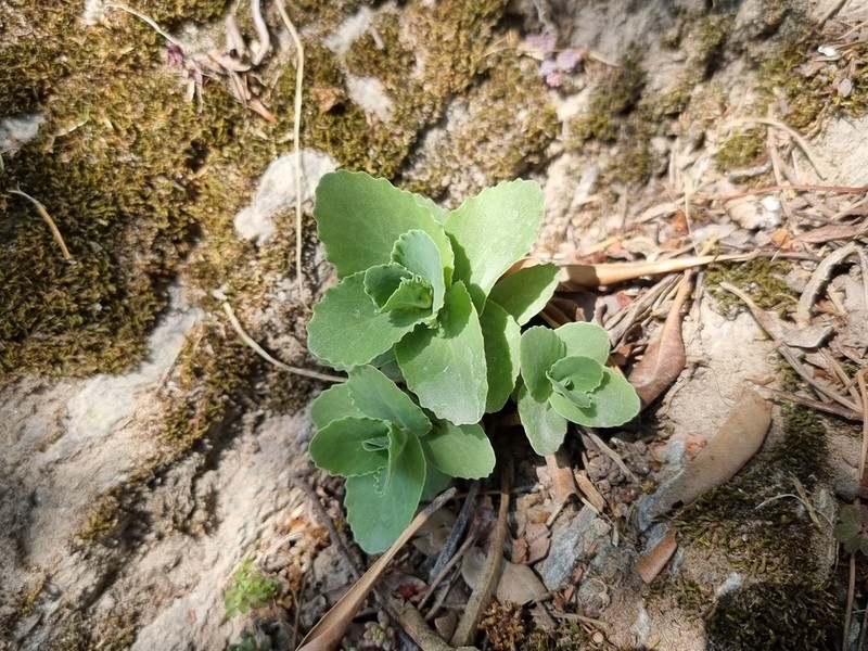 Hylotelephium maximum photo 7