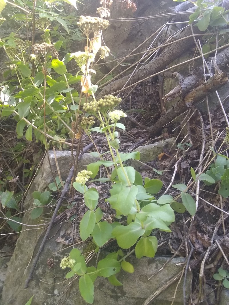 Hylotelephium maximum photo 8