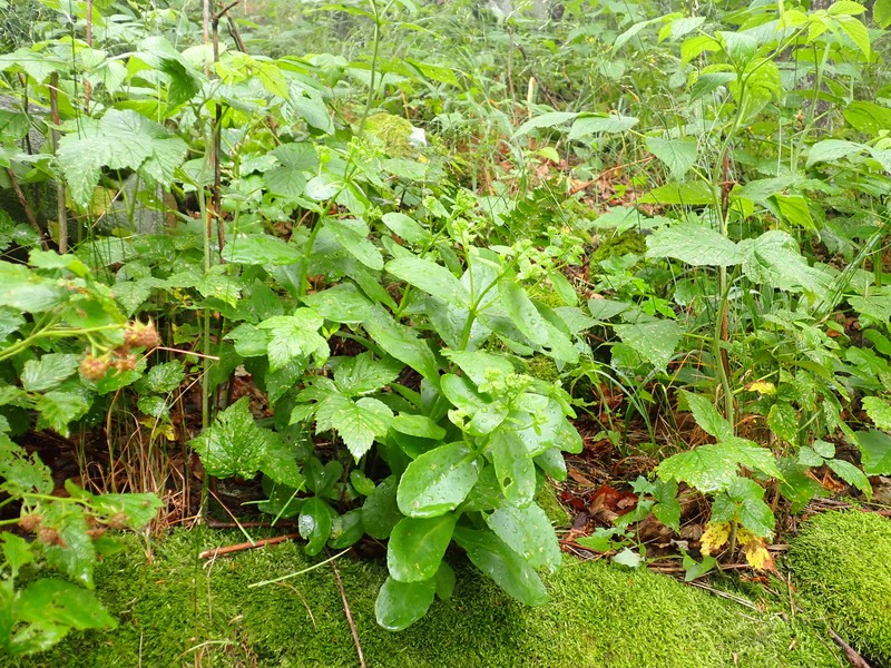 Hylotelephium maximum subsp. maximum