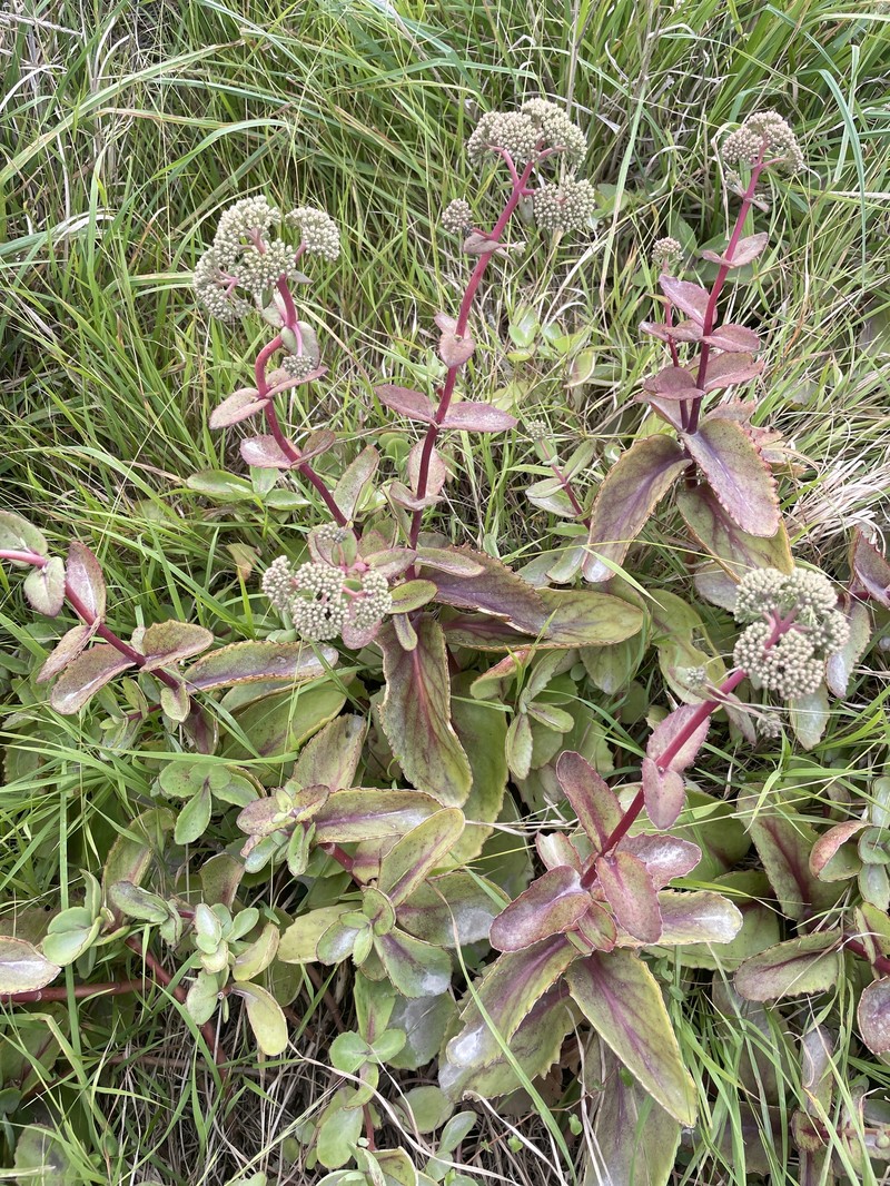 Hylotelephium maximum subsp. maximum photo 2