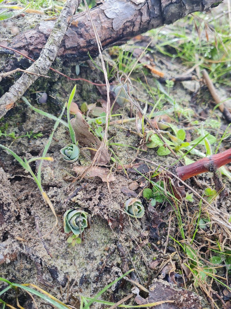 Hylotelephium maximum subsp. ruprechtii