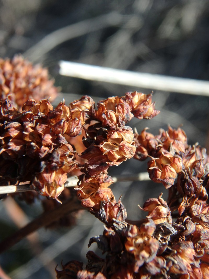 Hylotelephium maximum subsp. ruprechtii photo 2