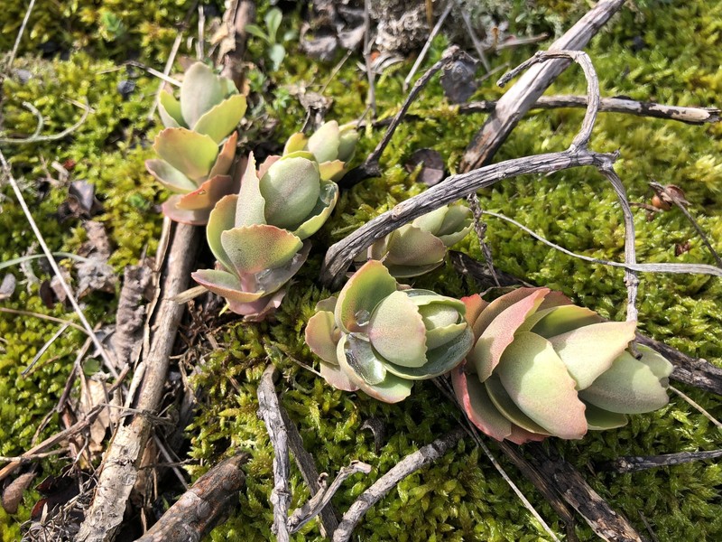 Hylotelephium maximum subsp. ruprechtii photo 3