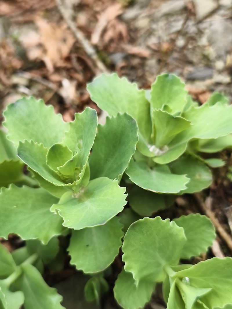 Hylotelephium maximum subsp. ruprechtii photo 4