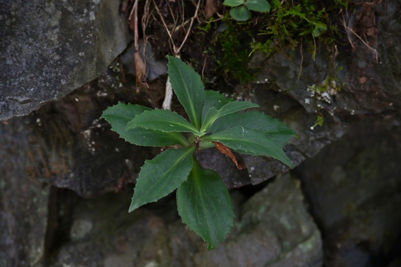 Hylotelephium mingjinianum
