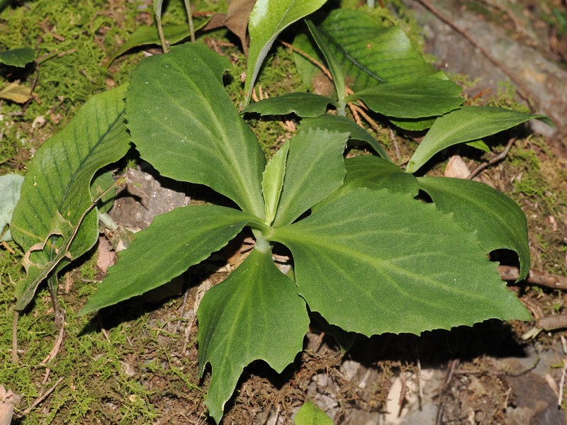 Hylotelephium mingjinianum photo 2