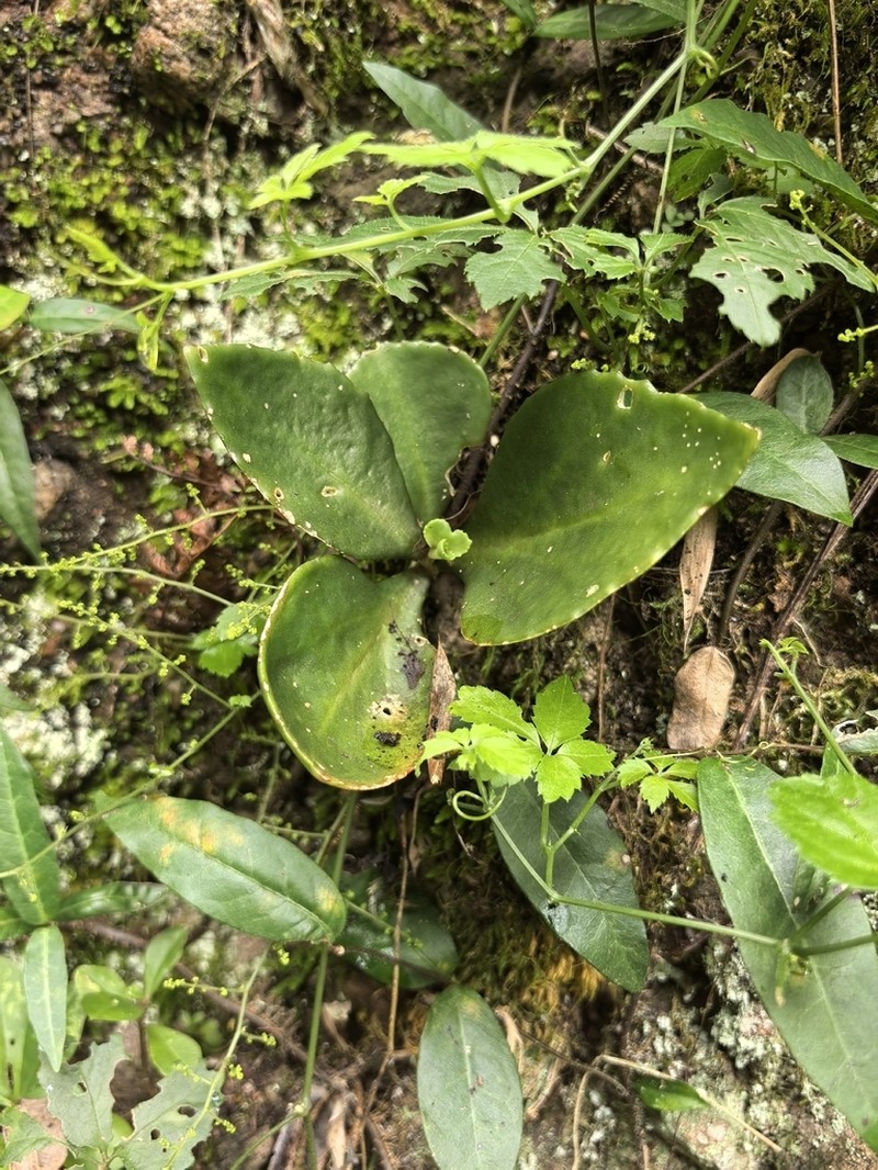 Hylotelephium mingjinianum photo 3
