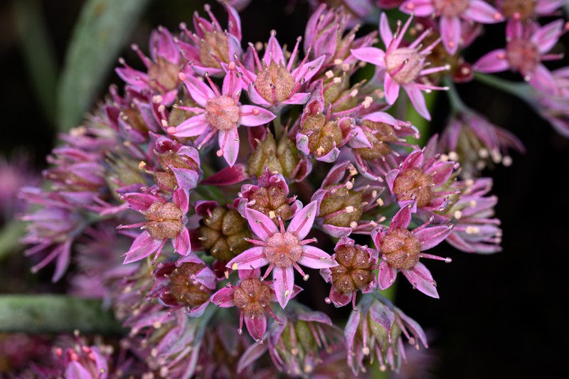 Hylotelephium mingjinianum photo 4