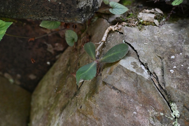 Hylotelephium mingjinianum photo 5