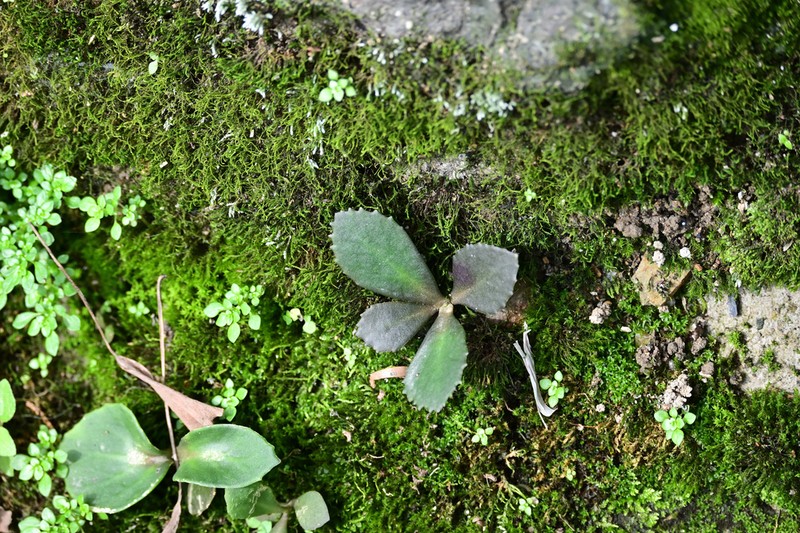 Hylotelephium mingjinianum photo 6