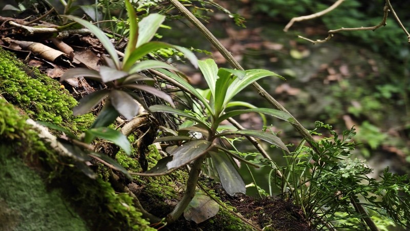 Hylotelephium mingjinianum photo 7
