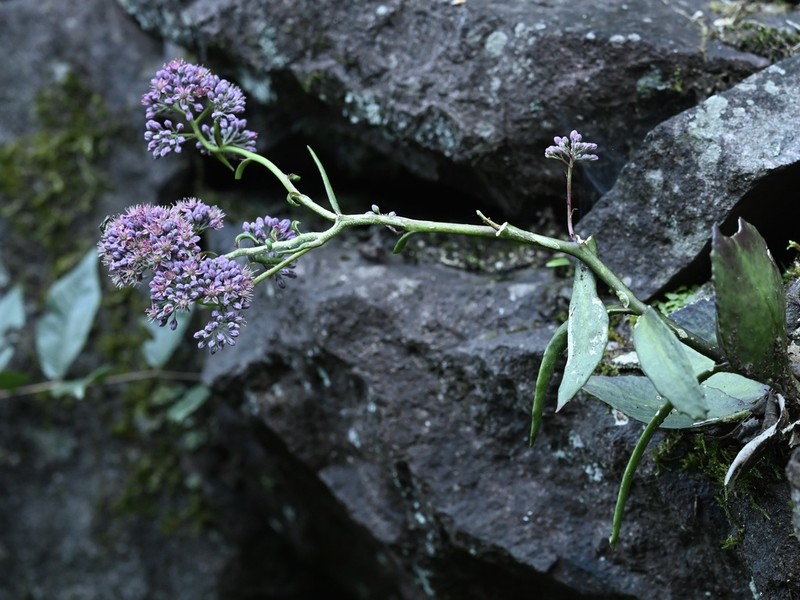 Hylotelephium mingjinianum photo 8