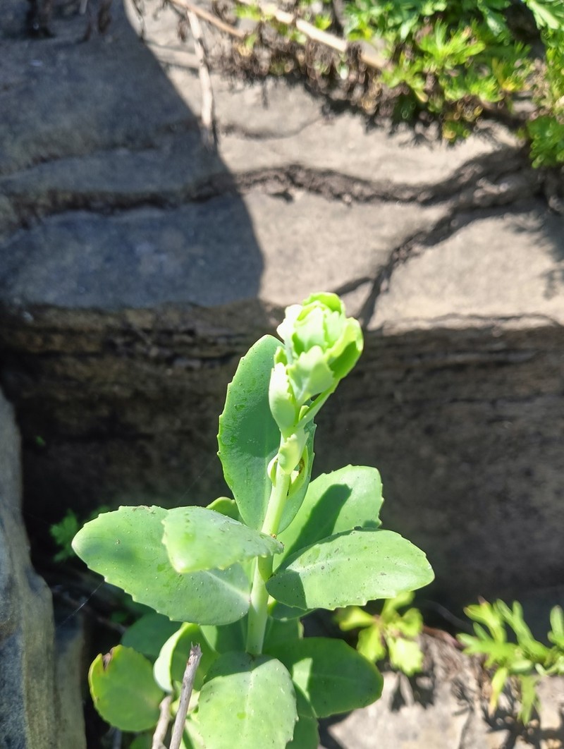Hylotelephium pallescens