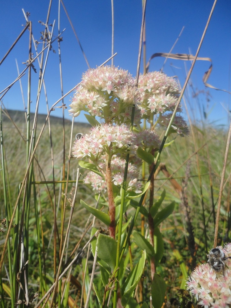Hylotelephium pallescens photo 2
