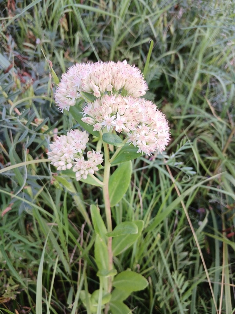 Hylotelephium pallescens photo 3