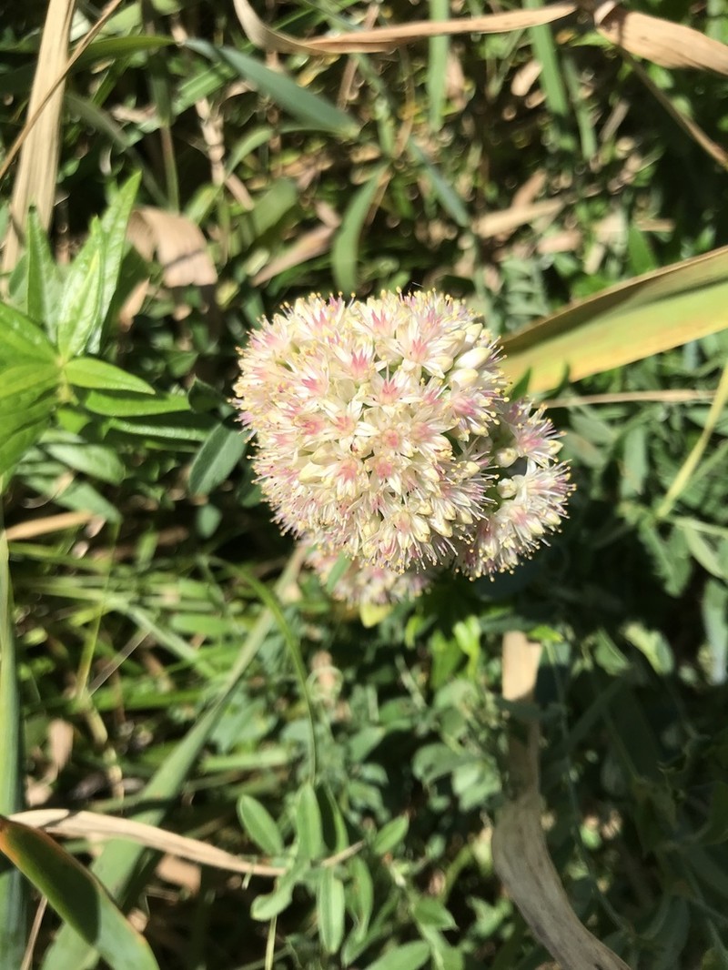 Hylotelephium pallescens photo 4
