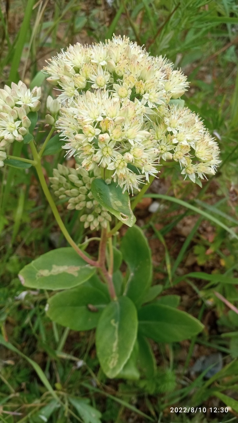 Hylotelephium pallescens photo 5
