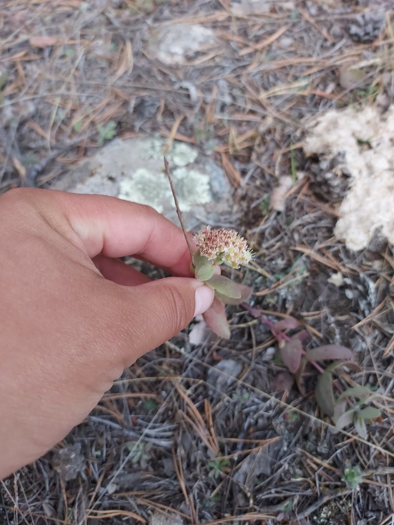 Hylotelephium pallescens photo 6