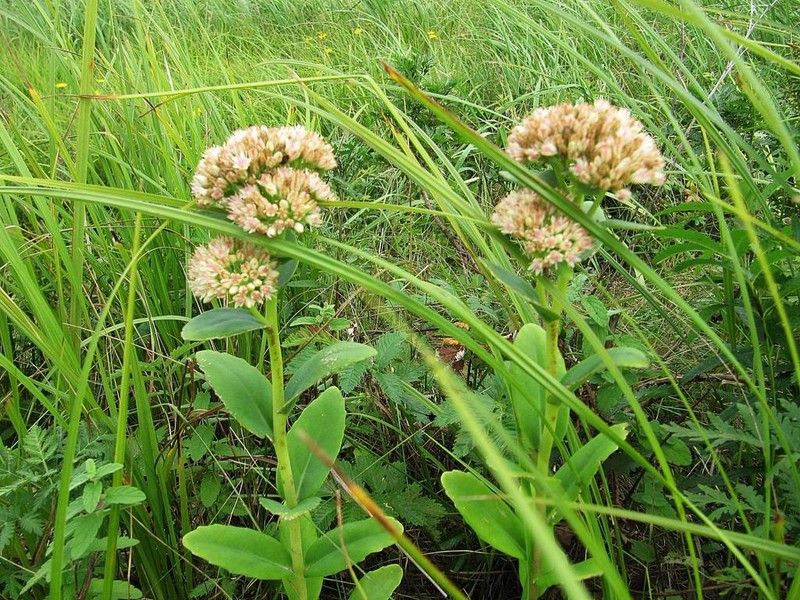 Hylotelephium pallescens photo 7