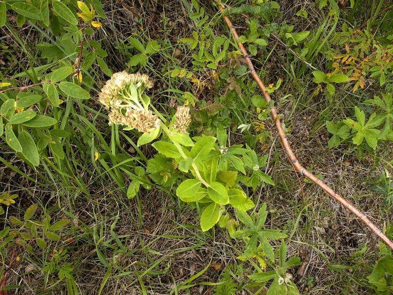 Hylotelephium pallescens photo 8