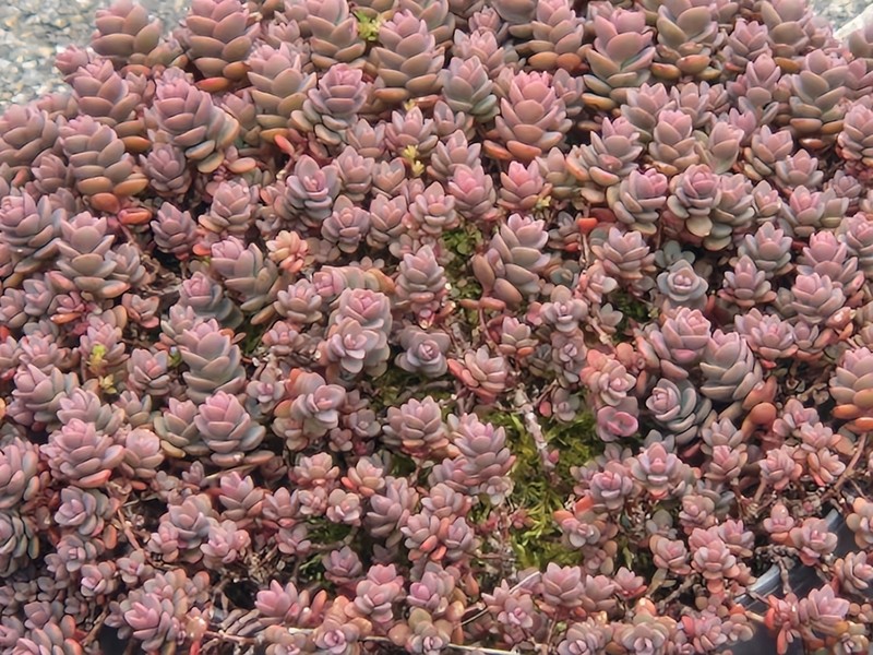 Hylotelephium pluricaule