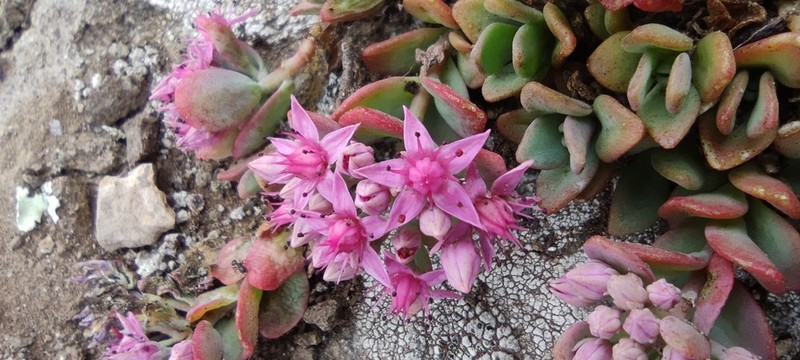 Hylotelephium pluricaule photo 2